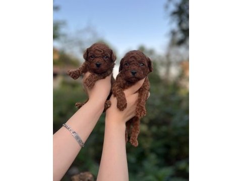 Toy poodle bebekler