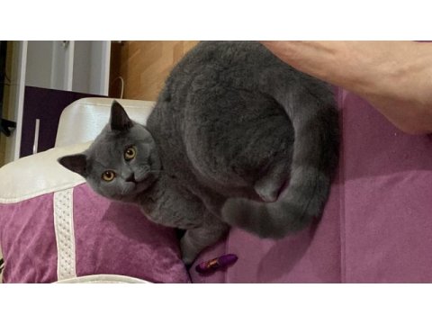 British shorthair kedimiz yekta yeni ailesini arıyor