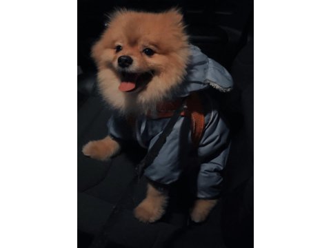 Erkek pomeranian boo