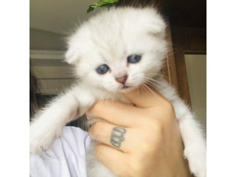 Yavru scottish fold
