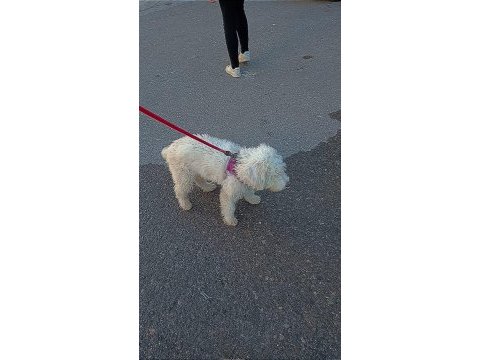 7 aylık aşıları tam cipli dişi maltipoo