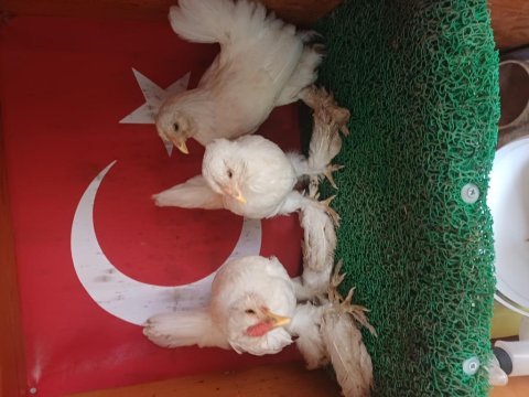 İspenç takım