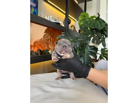 Rengarenk french bulldog yavrularım rezerveye açık