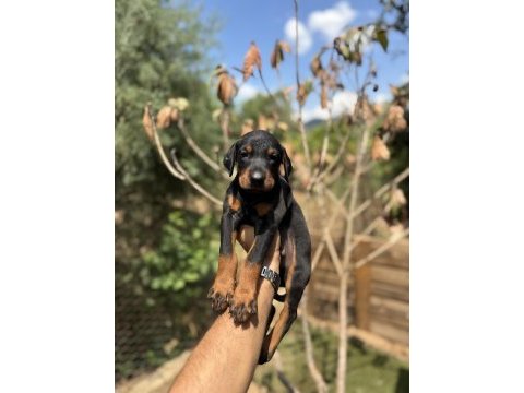 Doberman yavrularımız