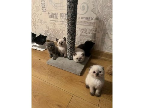 Oyuncu sağlıklı tuvalet eğitimi olan scottish fold yavrular
