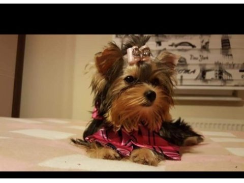 Yorkshire terrier yavrularımız