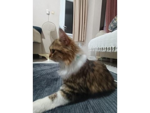 Annem hasta olduğu için kedimizi acil