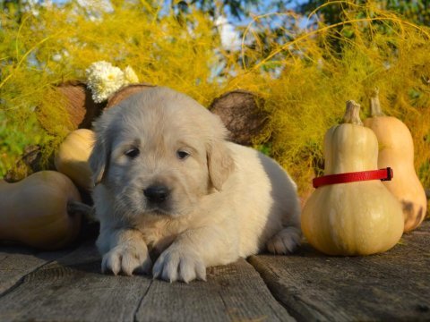 Golden retriever adrese teslim kapıda ödeme yapabilirsiniz