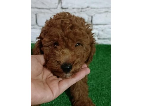 Toy poodle köpeği