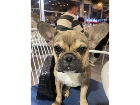 French bulldog köpeği
