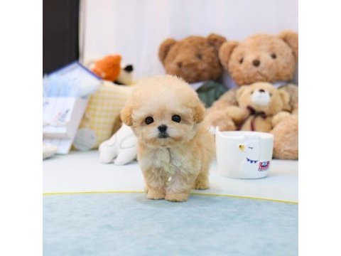 Toy poodle yavrularım