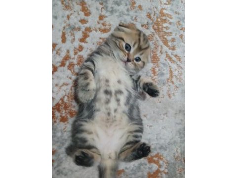 Minik scottish fold kaplanım