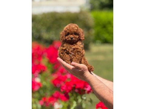 Harika toy poodle yavrularımız