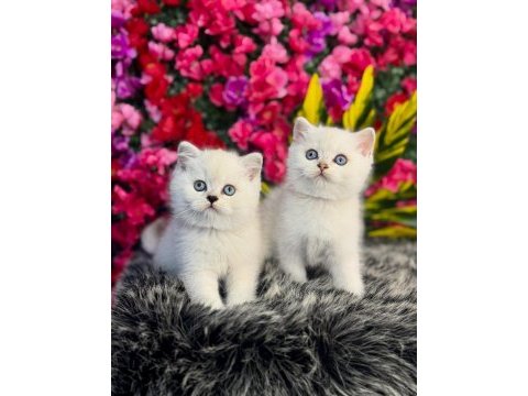 Safkan british shorthair yavrular