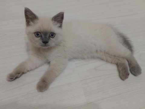 2,5 aylık kedimiz izmir