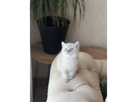 Üst kalite british shorthair silver point