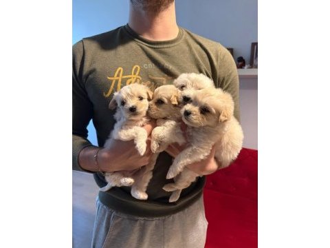 Minik maltipoo bebeklerimiz 