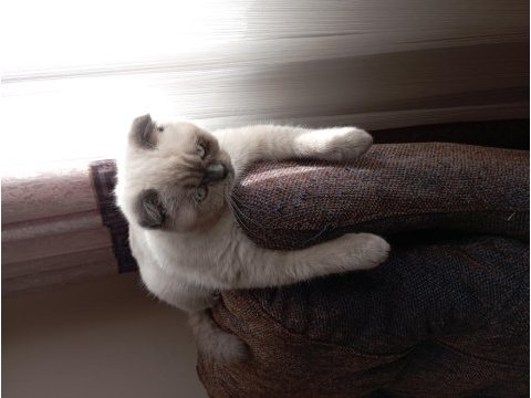 1 buçuk yaşında scottish fold kızımıza yuva arıyoruz