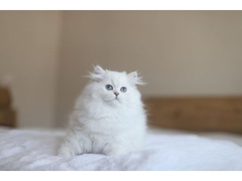 British longhair full şecereli safkan dişi