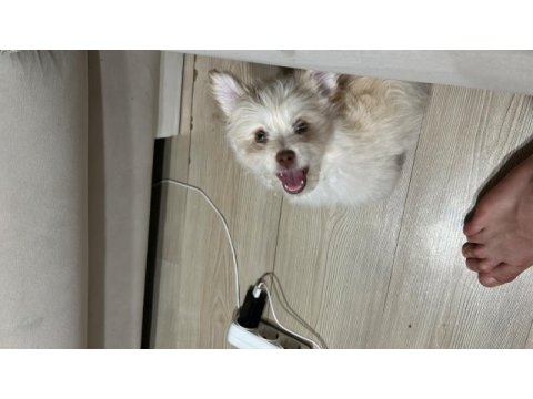 7 aylık maltipoo terrier