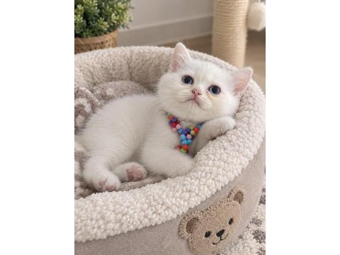 British shorthair beyaz yavru