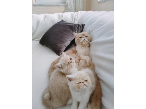 Dişi exotic shorthair