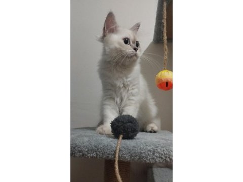 Silver point british longhair bebek yeni yuvasını arıyor