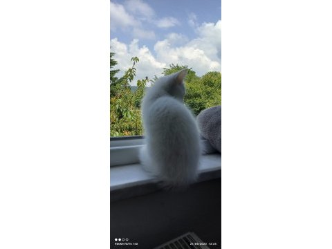 Ankara kedisi 2 aylık erkek