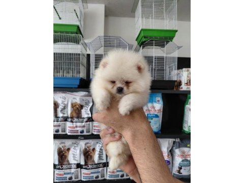 Pomeranian boo erkek yavrularımız