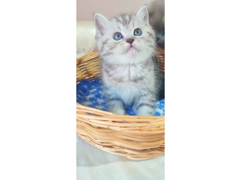 American shorthair british dişi