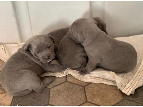Daha ıyısı varsa buyrun gorelım secerelı safkan cane corso