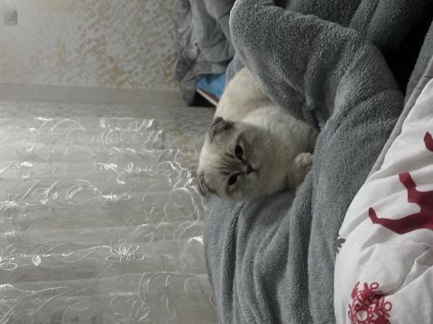 Tüm aşıları yapılmış 4 aylık scottish fold