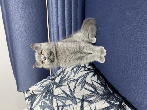 Yavru british shorthair