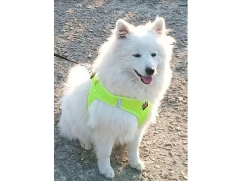6 aylık erkek japon spitz