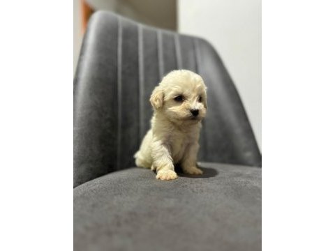 Maltipoo adrese teslim, kapıda ödeme yapabilirsiniz