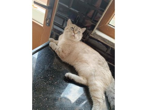 Lynx bitiş short hair blu point damızlık dişi