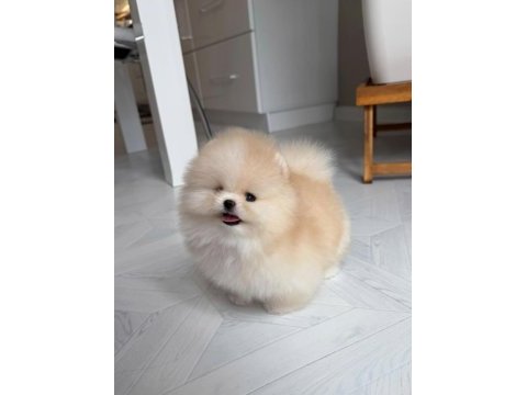 Orange pomeranian yavrular