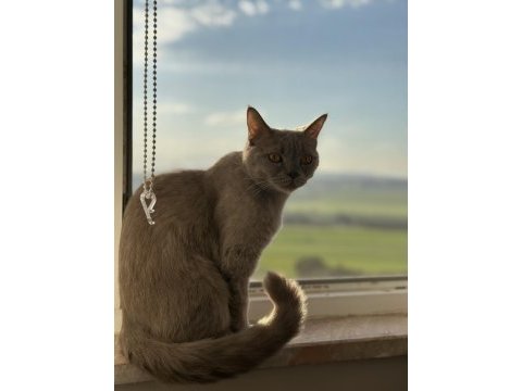 1 yaşında british shorthair
