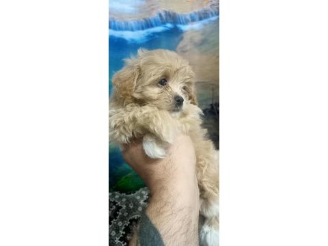 Dişi sıfır burun maltipo