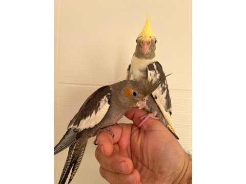 Yeni yeme düşen konuşturmalık üst kalite bebek sultanlar