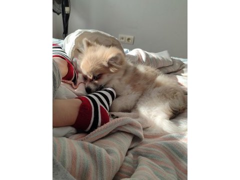 Pomeranian köpeğimiz 5 aylık