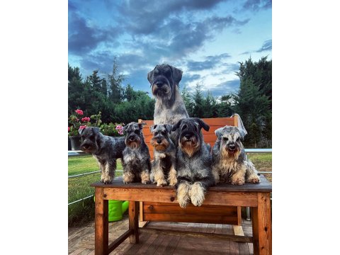 Fcı şecereli miniatute schnauzer yavruları