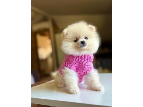 Pomeranian boo köpeği