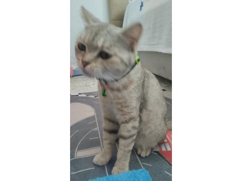 Evcil british shorthair dişi