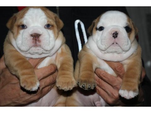 Sitenin en güzel ingiliz bulldog bebekleri