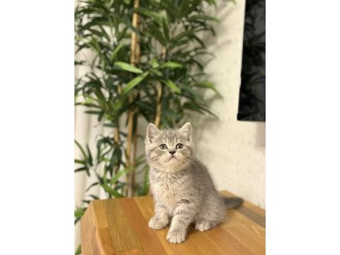 Evinizin neşesi brıtısh shorthair yavrular 