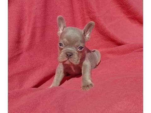 Ankara exotic french bulldog