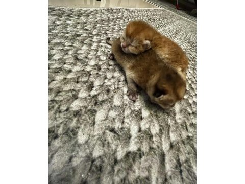 Safkan golden british shorthair yavrular