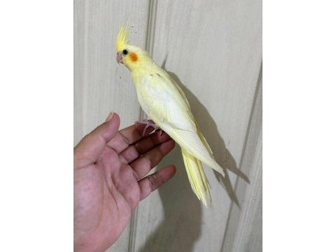 47 günlük kusursuz lutino bebek sultan papağanı