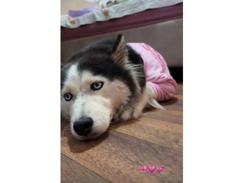 Husky köpeğimize acil yuva aranıyor